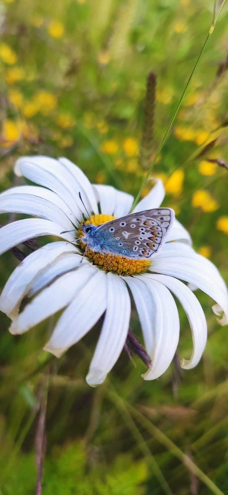 A butterfly in the flower margins at Elston