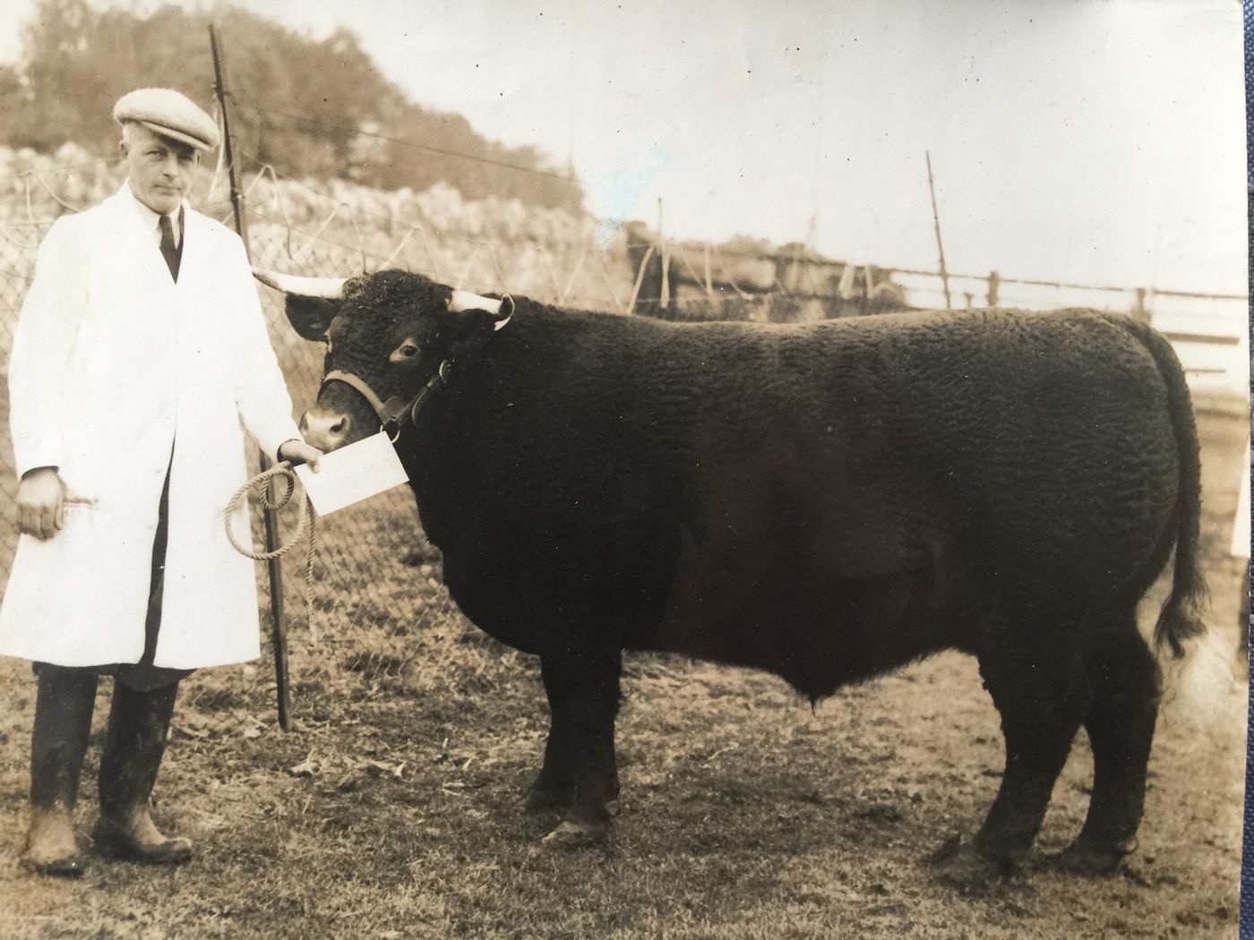 Edgar, a neighbour, with a bullock bred by Andy’s grandfather