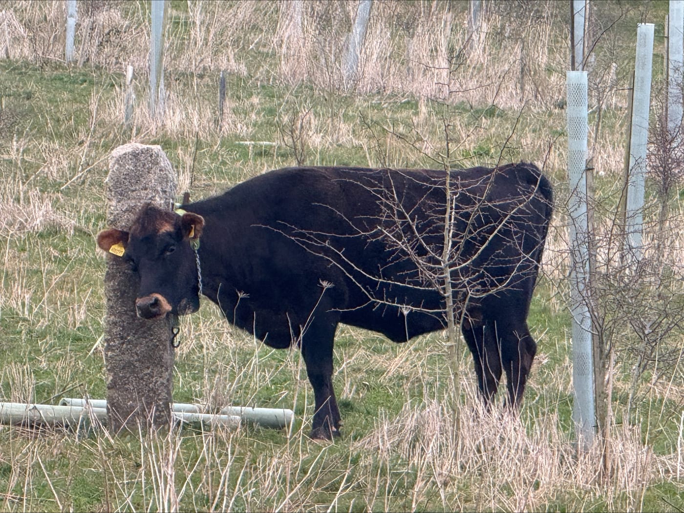 A young beast among the tree guards at Elston